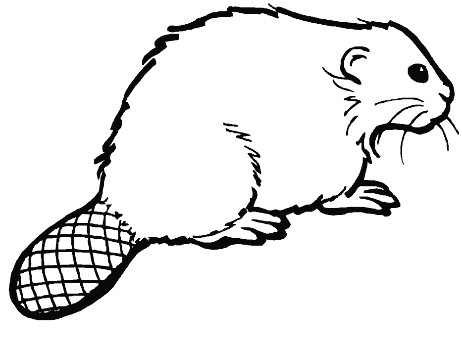 oregon state beavers coloring pages - photo #16
