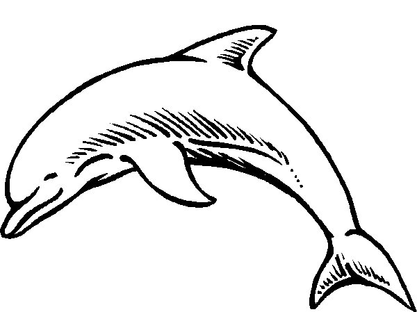Dolphin Coloring Pages - Coloringpages1001.com