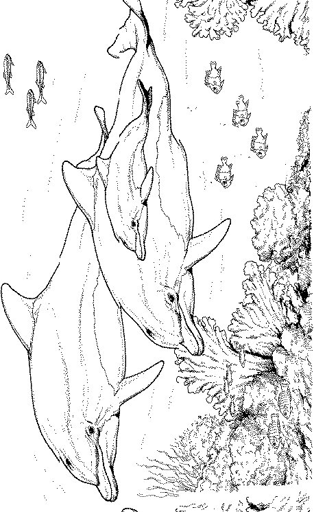 coloring dolphin dolphins coloringpages1001 adults
