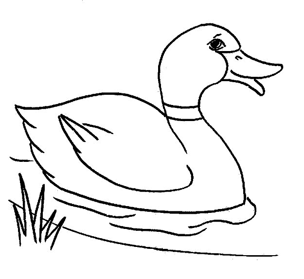 mallard ducks coloring pages - photo #2