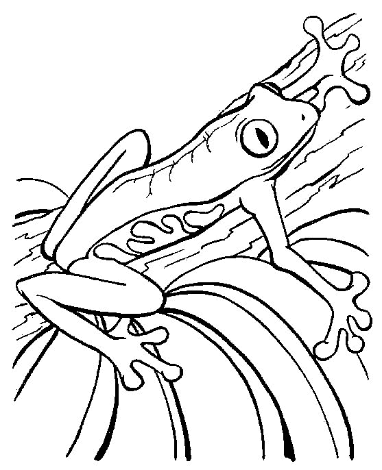 rainforest frog coloring pages - photo #19