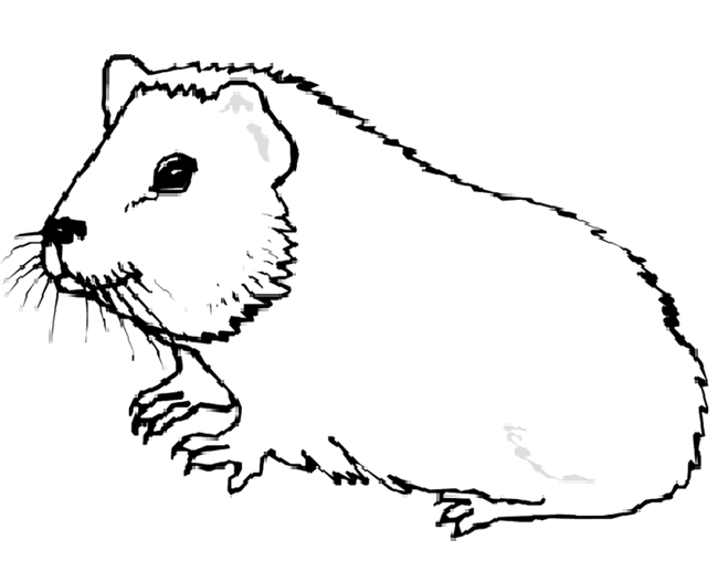 Cute Coloring Pages Of Animals. cute guinea pig coloring page