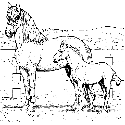 Horse Coloring Pages on Horse Coloring Pages   Coloringpages1001 Com