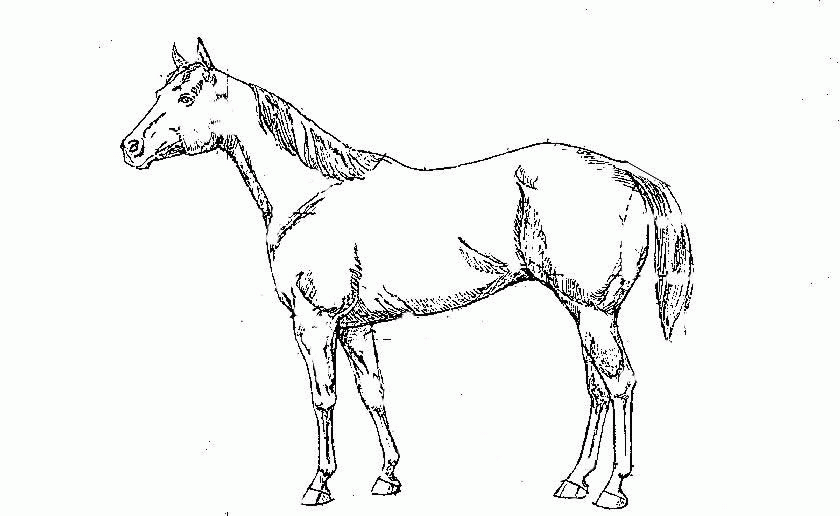 saddle coloring pages - photo #49