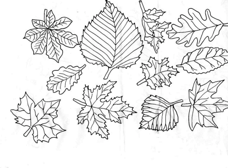 Leaf Coloring Pages - Coloringpages1001.com