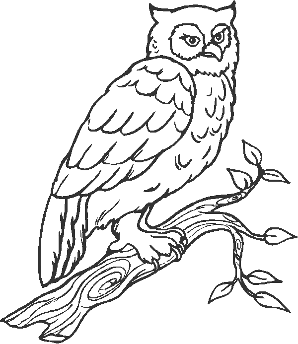 Owl Coloring Pages Coloringpages1001 Gambar Mewarnai