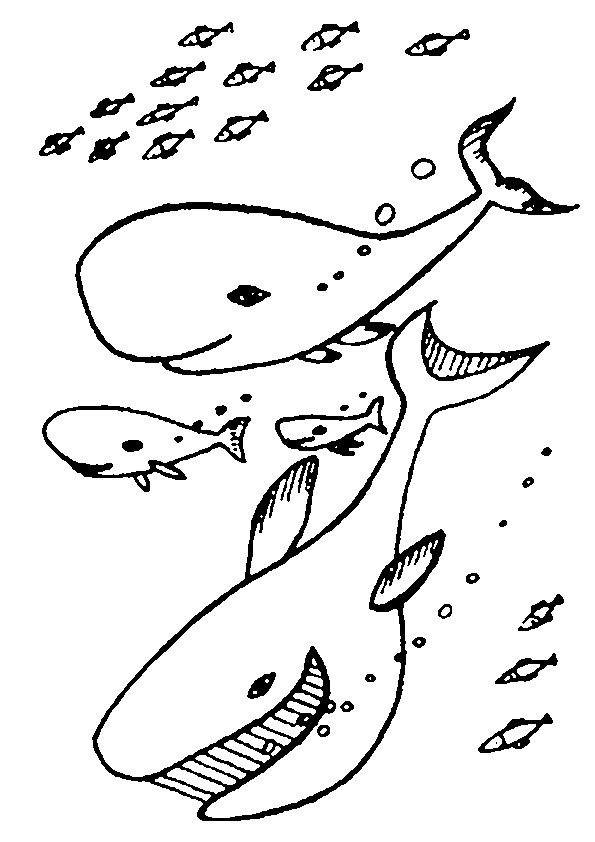 coloring pages ocean animals - photo #13