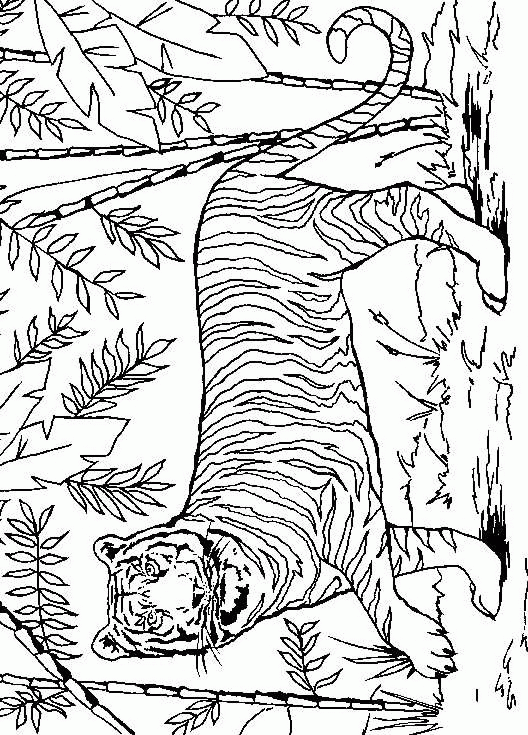 Tiger Coloring Pages - Coloringpages1001.com