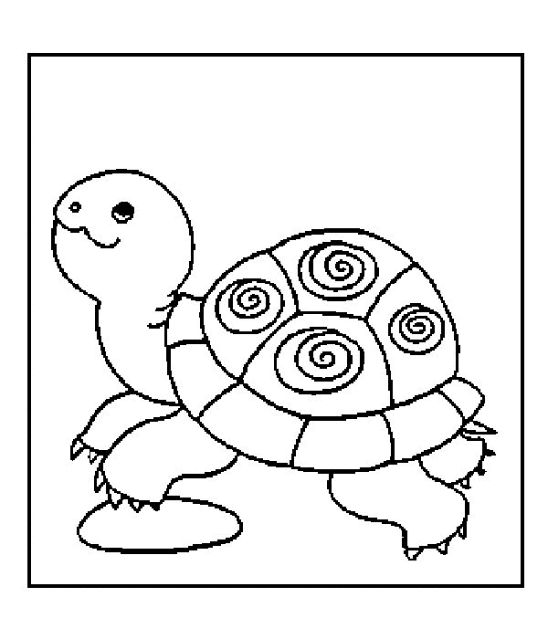tortoise colouring
