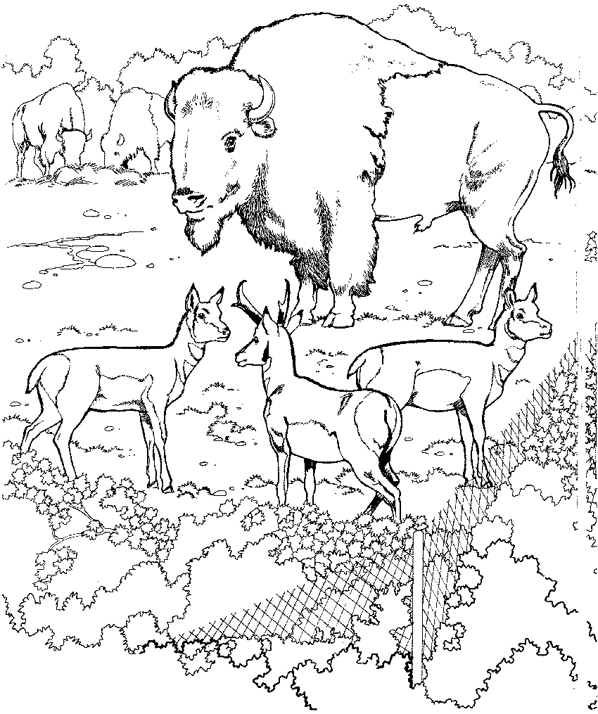 zoo coloring pages online - photo #8