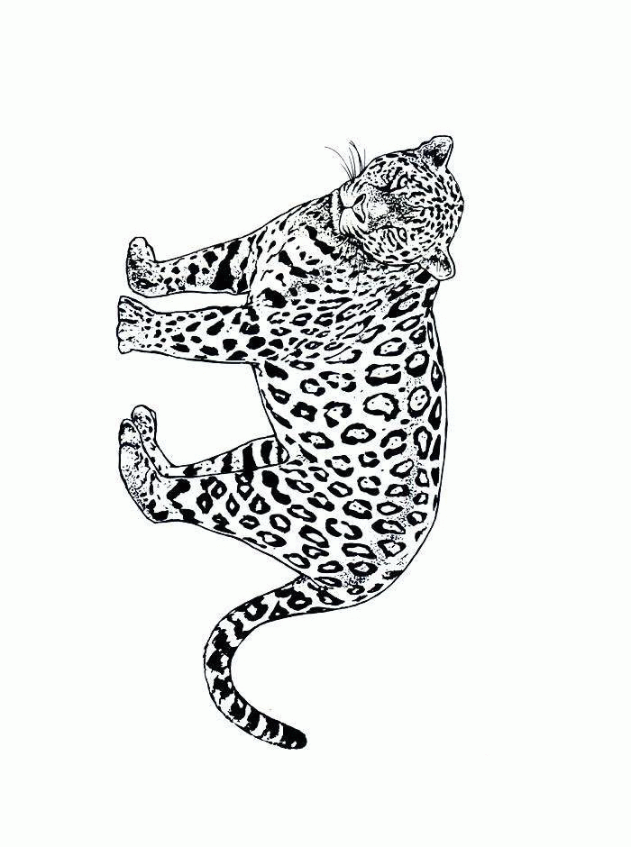 cheetah coloring pages  coloringpages1001
