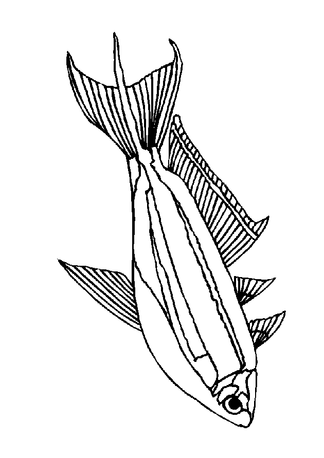 Fish Coloring Pages