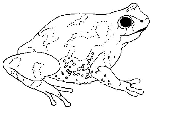 Frog Day 2013 Coloring Sheets 2