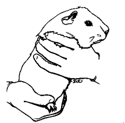 Guinea pig Coloring Pages