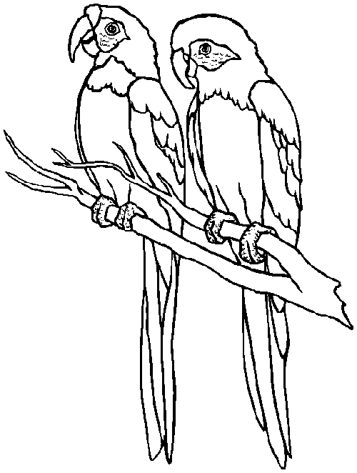 Coloring Pages Parrot 4